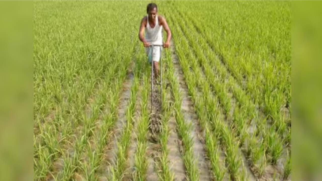 Record agri output likely this year despite GST cuts & US tariffs