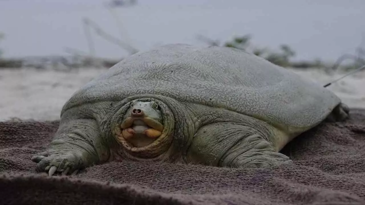 1st satellite-tagged softshell turtle released in Kaziranga
