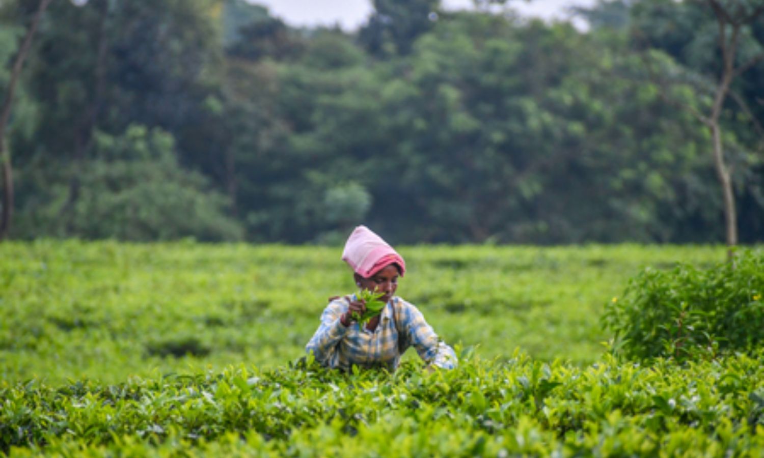 Spatial distribution of monsoon's final phase to be crucial for food ...