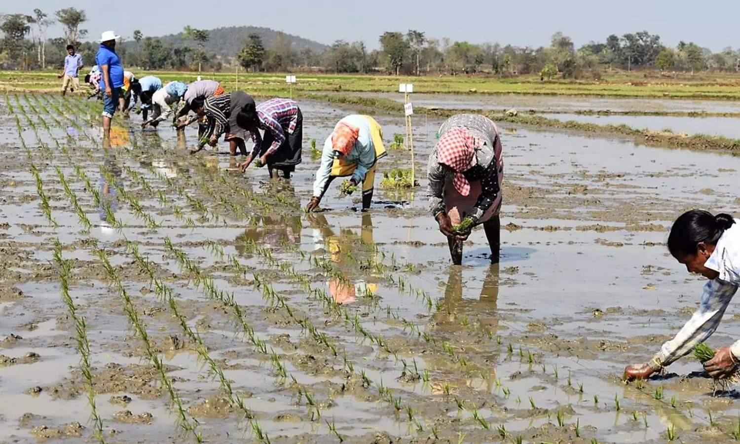 Agriculture