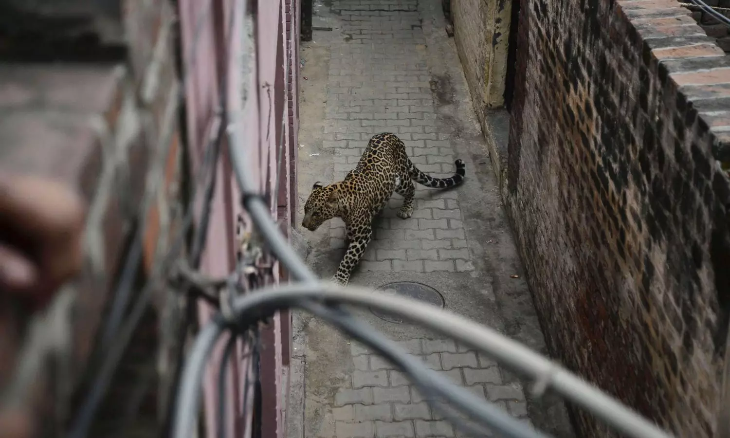 Leopard