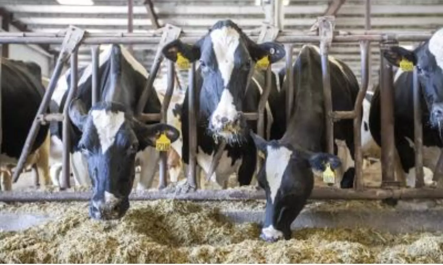 Private dairies Private dairies