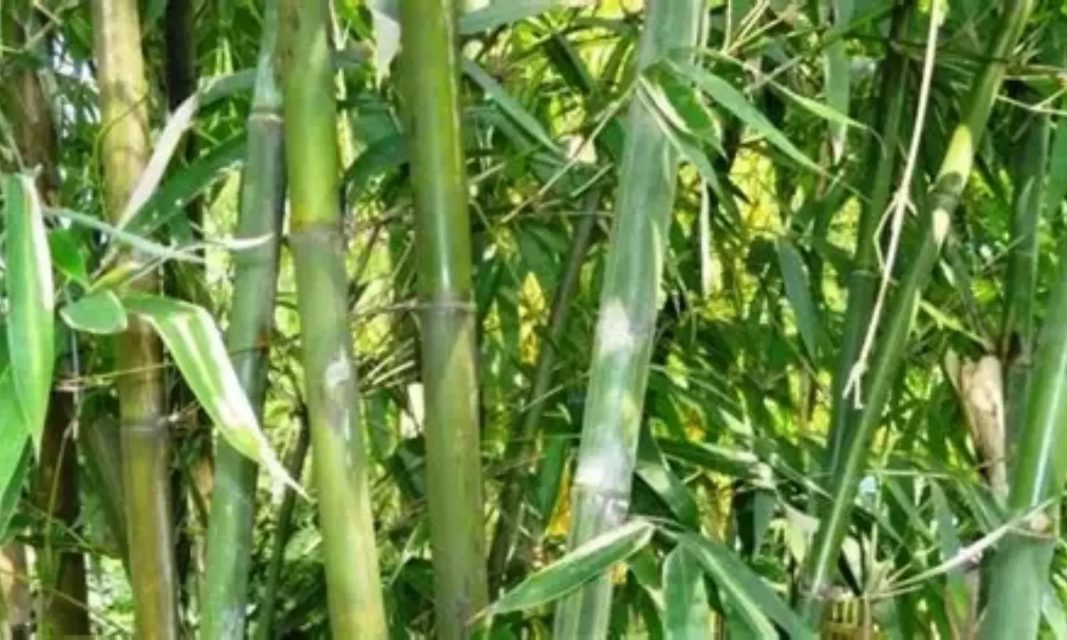 Chinese Bamboo Chinese Bamboo