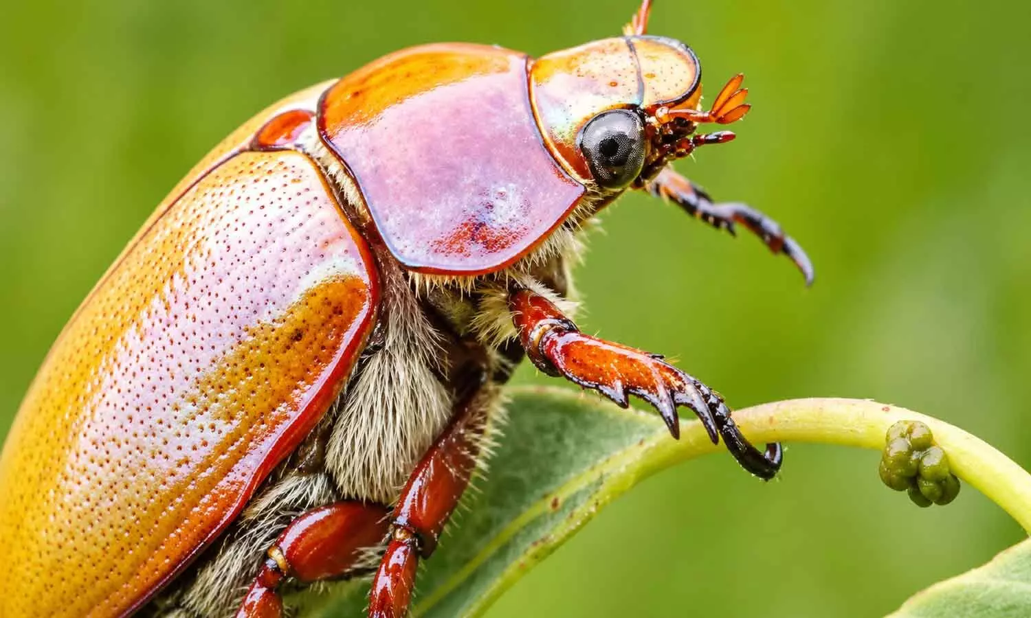 Where have all the Christmas beetles gone?