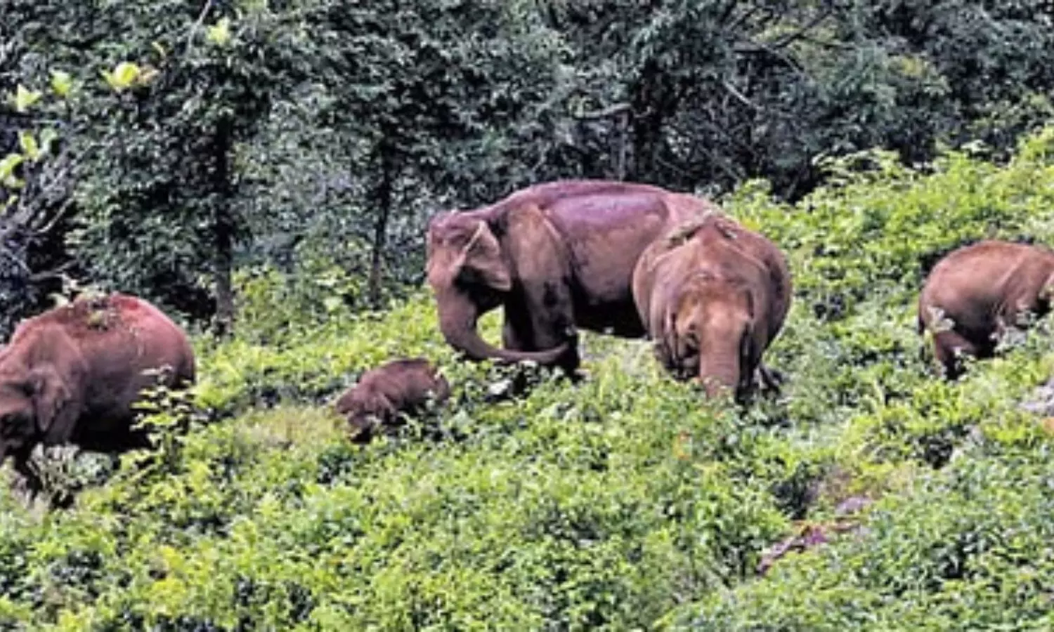 TN to undertake wildlife census in Dharmapuri forest range, deploy camera traps TN to undertake wildlife census in Dharmapuri forest range, deploy camera traps